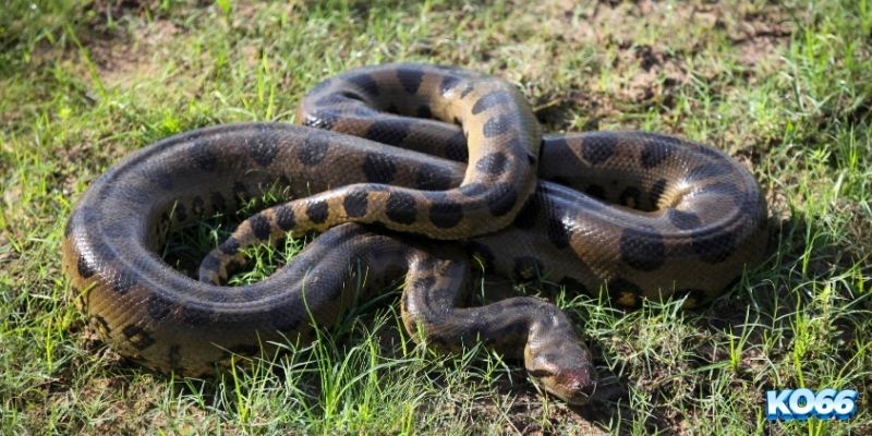 Rắn bò vào nhà, chốt và nuôi số ngay để trúng lớn